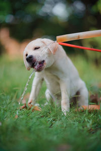 Close-up of a dog