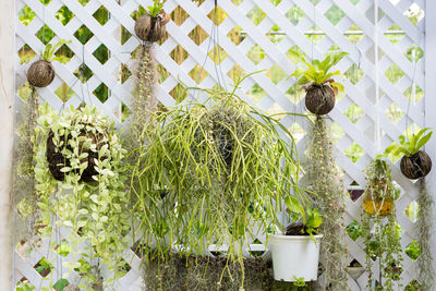 Potted plants in yard