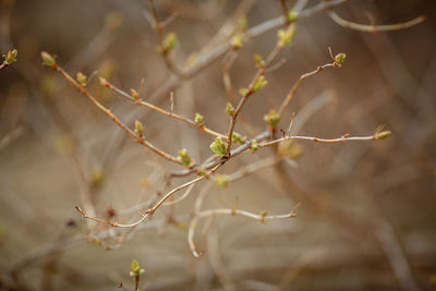 Early spring, buds bloom on the branches