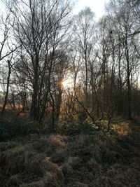 Trees in forest during sunset