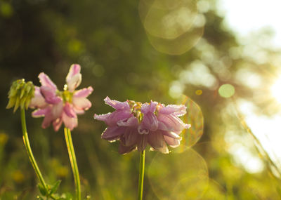 Close-up of pink flowering plant