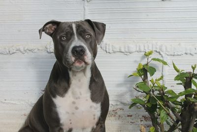 Close-up portrait of dog sitting outdoors