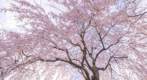 Low angle view of pink flowering tree