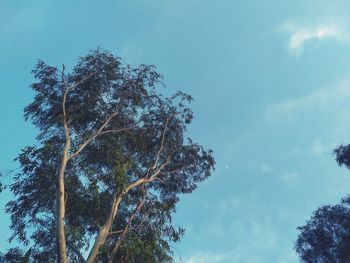 Low angle view of tree against sky