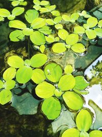 High angle view of water lily leaves in lake