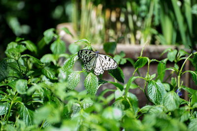 Butterfly perching on flower