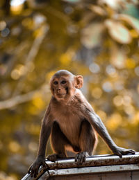 Monkey sitting on tree