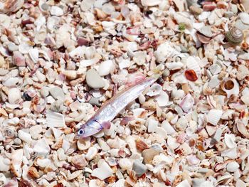 High angle view of insect on pebbles