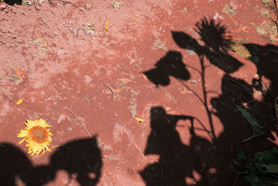 High angle view of shadow on ground