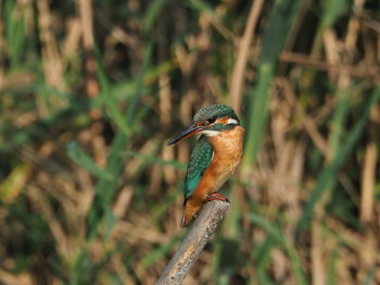 Close-up of bird perching on branch