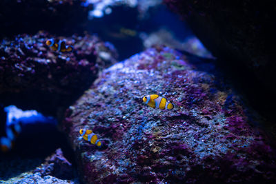 Close-up of fish underwater