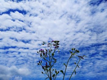 Low angle view of flowering plant against blue sky