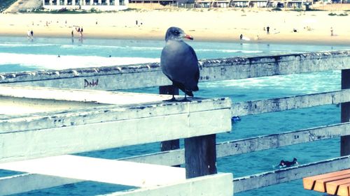 Bird perching in water