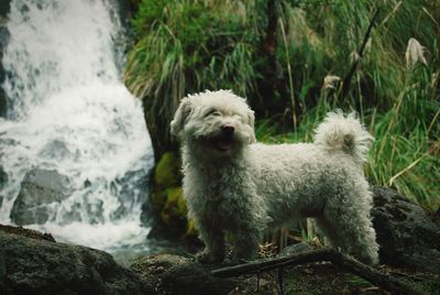 Portrait of dog looking at waterfall