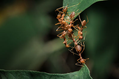 Close-up of insect on plant