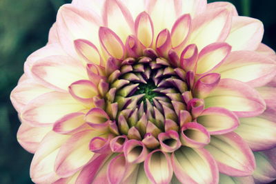 Close-up of pink flower blooming outdoors