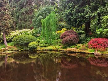 Scenic view of lake in forest