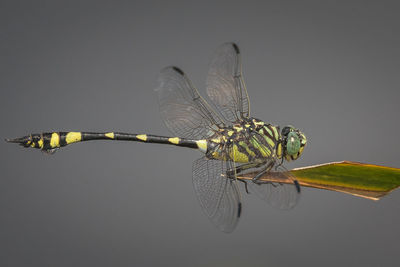 Close-up of dragonfly on twig