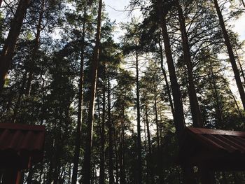 Low angle view of trees