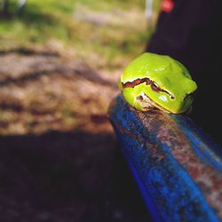 Close up of frog