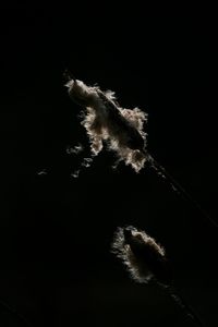 Low angle view of illuminated christmas lights against sky at night