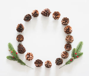 High angle view of pine cone against white background