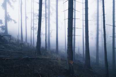 Trees in forest during foggy weather