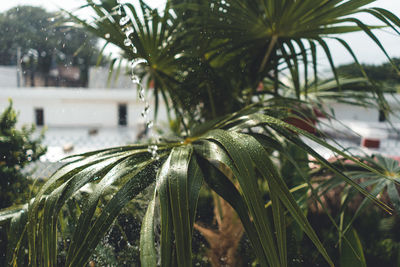 Close-up of wet palm tree