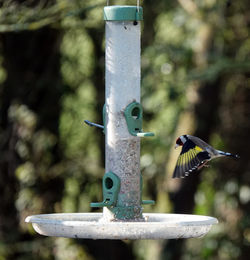 Close-up of bird flying to a bird feeder