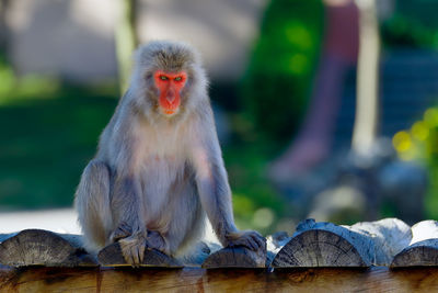 Close-up of japanese macaque