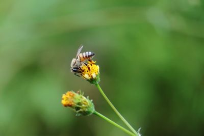 Close-up of insect pollinating on flower