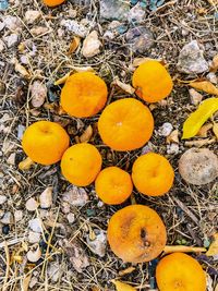 High angle view of orange fruit on field