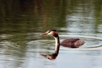 Duck swimming in lake