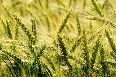 Close-up of wheat growing on field