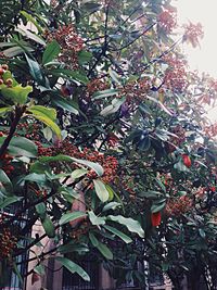 Low angle view of trees