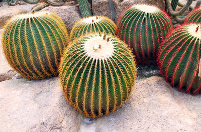 High angle view of succulent plant on field