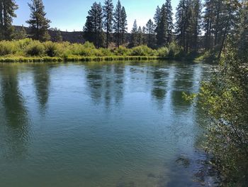 Scenic view of lake in forest against sky