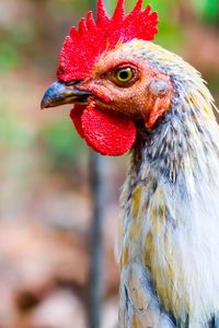 Close-up of rooster