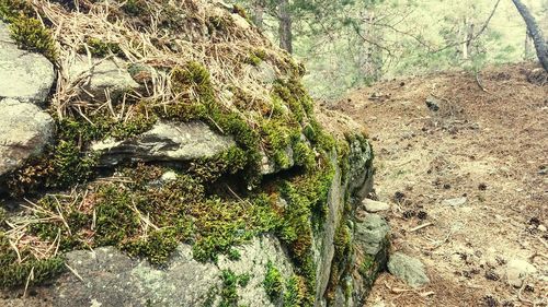 Plants growing on tree trunk