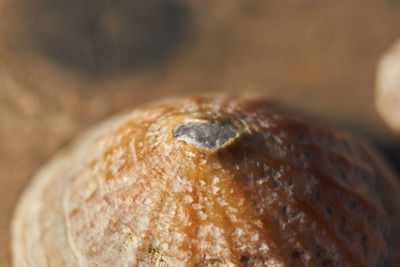 Close-up of bread