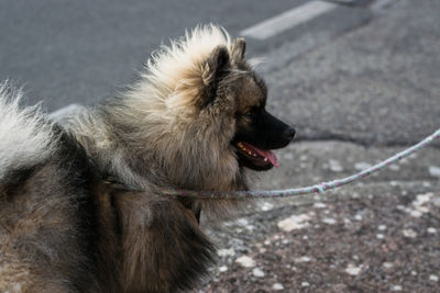 Portrait of male dog of the wolfspitz breed on a leash