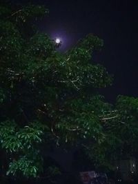 Close-up of plants at night