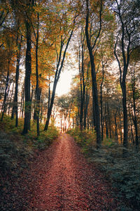 Footpath amidst trees in forest during autumn