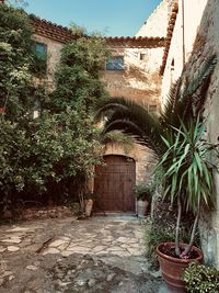 Potted plants against old building