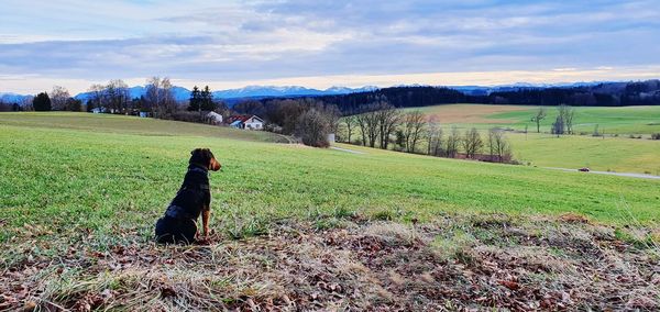 Rear view of people on field by land against sky