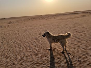 Full length of a dog on sand