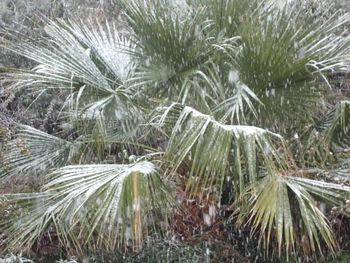 Close-up of pine tree during winter