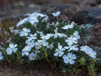 High angle view of white crocus flowers blooming on field