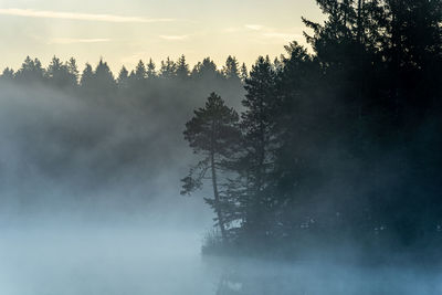 Silhouette trees in forest against sky at morning