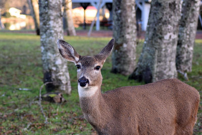 Close-up of deer on ground